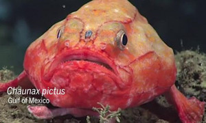 Loài cá có thể 'nhịn thở' 4 phút dưới biển Thái Bình Dương