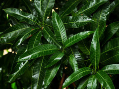 Không ngờ lá xoài lại có nhiều lợi ích thần kỳ đến vậy