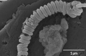 Chế tạo thành công 'lò xo nano' giúp phân hủy nhựa dưới biển