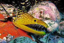 Những 'kẻ ăn thịt' đáng sợ dưới đại dương xanh