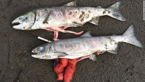 Sóng nhiệt lịch sử ở Mỹ 'nấu chín' hàng loạt cá hồi tại Alaska