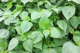 Những loại rau là vị thuốc quen thuộc