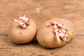 Những thực phẩm gây hại sức khỏe nếu dùng sai cách