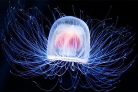 Những sinh vật sống lâu nhất trái đất