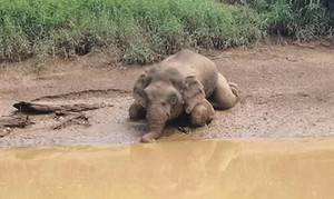 Xót thương hình ảnh voi chết thảm do bị bắn 70 phát đạn