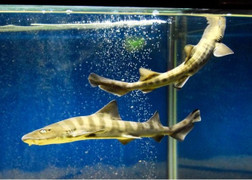 Cá mập sinh con không cần cá đực gây sửng sốt thủy cung Nhật