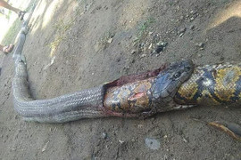 Cố nuốt chửng trăn 'khủng', rắn hổ mang tan xác