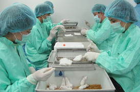 Việt Nam sẽ tự sản xuất vaccine dại