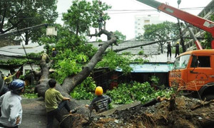 Cổ thụ bật gốc đè 3 ngôi nhà, nhiều người may mắn thoát nạn