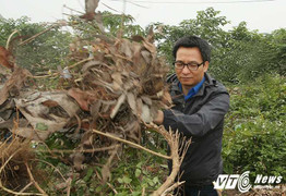 Phó Thủ tướng Vũ Đức Đam xắn tay áo phát cỏ cùng 500 sinh viên