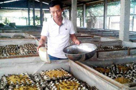 Chuyện ít biết từ thợ sửa xe trở thành 'vua dế' Long An