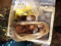 Phát hiện 3 cá thể khỉ bị giết, ướp đông lạnh