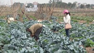 Giật mình khi xem 'rau sạch' được tưới nước thải độc hại tại Hà Nội