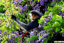 Quy hoạch du lịch Sơn Trà: Đừng vội nói 'đúng quy trình', Bộ VHTT&DL, Đà Nẵng phải vào cuộc