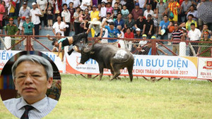 Văn hoá, nhìn từ hội chọi trâu: Rất gần sự phản phúc, bạc tình