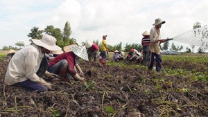 Khoai lang rớt giá chưa từng có, nông dân miền Tây điêu đứng