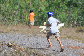 Xe tải lật ở Quảng Bình, hàng trăm con vịt bị người dân cướp đi