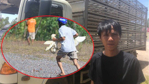 'Hôi vịt' trên xe tải bị lật ở Quảng Bình: ‘Có người bắt đến chục con, lái xe chạy theo van xin mà không được'