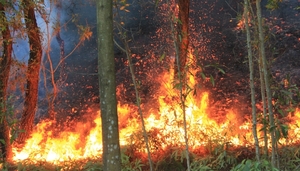 Đám cháy bùng phát trở lại lúc rạng sáng, rừng ở Hà Tĩnh lại chìm trong biển lửa