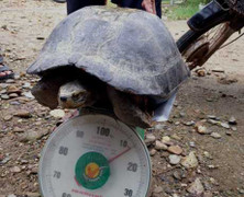 Một người dân Nghệ An thả rùa 'khủng' về đập nước