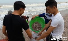 Ảnh: Dân Hà Tĩnh đổ xô vớt 'lộc biển', kiếm hàng chục triệu đồng