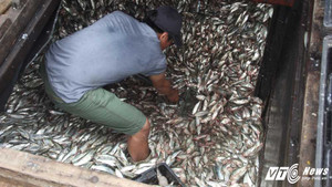 Ngư dân Hà Tĩnh thu bạc triệu mỗi ngày từ 'lộc biển'