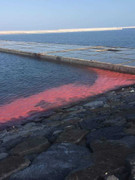 Đã có kết luận nguyên nhân xuất hiện vệt nước đỏ dài 50m ở cảng Vũng Áng