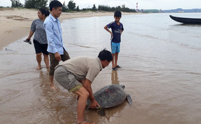 Ngư dân Hà Tĩnh thả rùa 'khủng' về biển