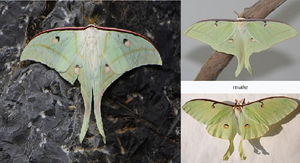 Xuất hiện bướm lạ chưa từng thấy tại Hà Tĩnh