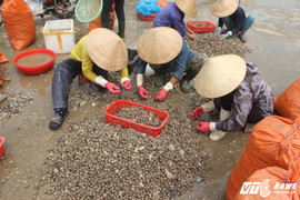Video: Ngư dân Hà Tĩnh trúng đậm 'lộc biển' sau mưa lũ