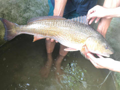 Câu được cá nghi cá sủ vàng, thương lái trả 450 triệu đồng chưa bán