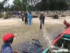 Ảnh: Cá trích mắc dày lưới, ngư dân Hà Tĩnh gỡ mỏi tay