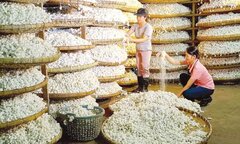Tơ tằm Việt Nam và nỗi lo từ Trung Quốc