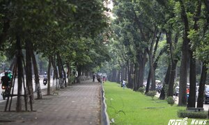 Ảnh: Ngắm 130 cây xanh trên đường Kim Mã trước ngày 'khai tử'