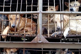 Ảnh đàn chó chuẩn bị phải vào lò mổ ở Việt Nam trên báo nước ngoài