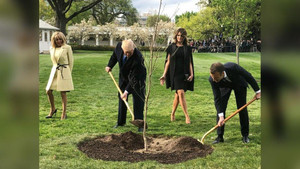 Cây sồi Tổng thống Pháp tặng ông Trump chết trong thời gian cách ly kiểm dịch?