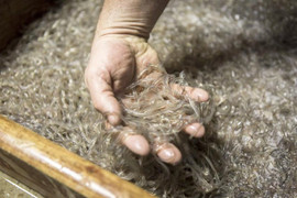 Pháp kết án tù 2 người Trung Quốc giấu 60 kg lươn trong hành lý mang lên máy bay