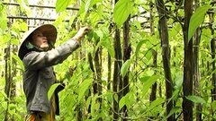 Lá trầu xuất khẩu sang Trung Quốc được giá, người trồng lãi cao