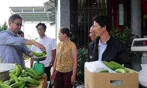 Chuối Laba Lâm Đồng mở đường sang Nhật