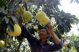 Vườn bưởi Phúc Trạch 8.000 quả hiếm có, lão nông thu 300 triệu đồng