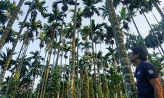 Nhà vườn thu trăm triệu nhờ cau bán sang Trung Quốc được giá