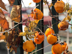 Món ăn gây sốt cộng đồng mạng: Hồng chín treo gió