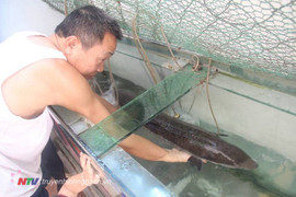 Bắt cá chình trên sông Lam, bán 1 triệu đồng/kg vẫn đắt khách