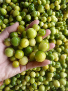 Chanh rừng lên cơn sốt, bà chủ hàng online bán cả tấn mỗi tuần