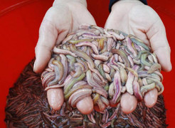 Đặc sản khách Tây 'khóc thét', dân Hà thành chi tiền triệu tìm mua