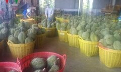 Nhà vườn 'kêu cứu' vì thương lái ngừng mua sầu riêng