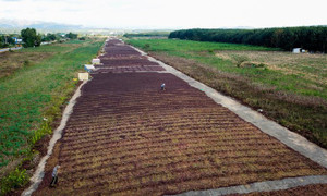 Dựng chòi phơi cà phê trên sân bay bỏ hoang ở Kon Tum