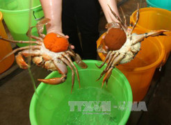 Giá cua biển Trà Vinh tăng cao, nông dân thu khoảng 80 triệu đồng/ha