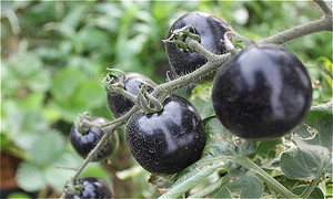 Cà chua lạ hết thời hoàng kim, giá giảm 5 lần không ai mua