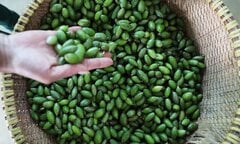 Ảnh: Hái nhót bao tử bán cả trăm nghìn đồng mỗi cân vẫn đắt khách